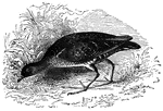 Also known as the Carolina rail, soree rail, and the English rail, the common American rail is found in the temperate wetlands of the United States.