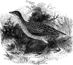 Generally inhabiting Europe, the land-rail is also known as the corn-crake. It averages about seven inches in length.