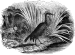 "Seventeen inches long; color brown; it flies badly, but runs with great swiftness; never takes to the water, scratches the earth like a hen, and feeds on worms and grubs. Found in New Zealand." &mdash; Goodrich, 1859
