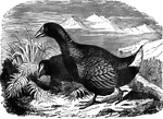 Believed to be extinct, the notornis mantelli was a flightless bird native to New Zealand.