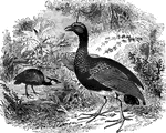 Also known as the kamichi, the horned screamer gets its name from the three inch horn on its head, as well as its loud, distinctive cries.