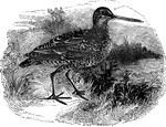 The double snipe, also known as the solitary snipe and the great snipe, is found sparingly throughout Europe.