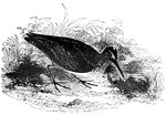 "The broad-billed sandpiper.. [is] six and a half inches long, variegated above with black, rufous, and gray; beneath grayish-white, tinged with buffish-red; rare, but distributed throughout Europe." &mdash; Goodrich, 1859