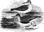 Also known as the purre, stint, ox-bird, and the sea-snipe, the dunlin is found throughout Europe and North America.
