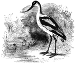 The avocet averages about eighteen inches in length, feeding on worms, aquatic insects, and thin-skinned crustacea.