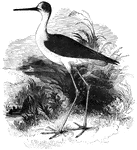 Also known as the European stilt, the black-winged stilt inhabits coastal areas where it forages for worms and small mollusca.