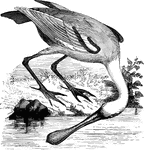 Drawing its name from the widing of its bill towards the tip, the spoonbill frequents coastal and marshy areas, feeding on shellfish, marine animals, small snails, and fish.