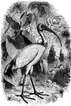 Found throughout Africa, the sacred (or white) ibis was revered by the ancient Egyptians.