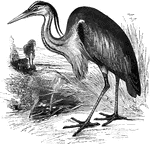 Also known as the crested heron, the European gray heron ranges from Middle and Southern Europe into parts of Asia and Africa.