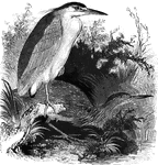 The European night heron draws its name from its nocturnal habits.