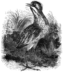 The common bittern of Europe feeds at night, primarily on frogs, lizards, small birds, and fish.