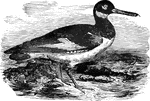 The European oyster-catcher is about eighteen inches in length, commonly found along the sea-coast. Its diet consists of mollusca and small crabs.