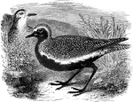 Eleven inches in length, the golden plover of Europe is a migratory bird.