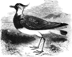 Also known as the peewit, the lapwing is distributed through Europe, as well as some parts of Asia and Africa. It draws the name "peewit" from its cry.