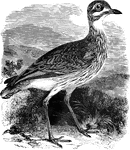The great plover, also known as the thick-knee averages about seventeen inches in length and ranges from Southern Europe to Africa.