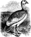 Forty-five inches in length, the great bustard feeds on green wheat, grapes, trefoil, and other vegetable substances.