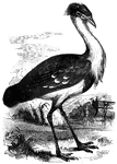 Found in India, the black-billed bustard can measure up to four and a half feet in length.