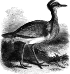 Feeding mostly on insects, Macqueen's bustard makes its home in the dry sandy plains of Afganistan.