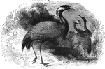 Averaging about three feet in length, the numidian crane makes its home in Africa, though it has been sited in Asia and occaisionally Southern Europe.