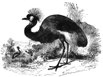 The balearic crane (also known as the crowned crane) stands about four feet high, and is easily domesticable.