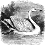 Measuring up to five feet in length, the mute swan is found throughout Europe, and has long been domesticated in Europe.