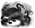 Also known as the wild goose of America, the Canada goose averages about forty inches in length fully-grown, and is known for its yearly migration between Canada and the United States.