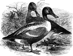 Also called the broad-bill and spoon-bill, the shoveler is commonly found on lakes and rivers, where it forages for worms and other food on the muddy banks.