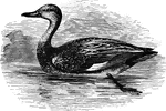 The gadwall (or gray duck) is nineteen inches long, and is found throughout Europe and America, as well as India.