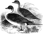 The pintail duck measures twenty-six to twenty-eight inches in length (including the tail), and is found in Europe and America.
