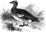 The American widgeon (or baldpate) averages about nineteen inches in length. It is common in North America, and accidental in Europe.