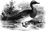 Also known as the summer teal, the garganey is sixteen inches long and found in Southern Europe and India.