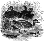 Common throughout Europe, the English teal is accidental to the East coast of the United States.