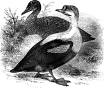 Found in the Arctic regions of Europe, Asia, and North America, the king duck strongly resembles the eider in its habits. It os sometimes called the king eider because of this.