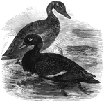 Common in Europe and North America, the velvet scoter is also known as the white-winged coot.