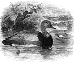 The pochard (or dun-hen) averages about nineteen and a half inches in length, and is found in parts of Europe. In England it is sometimes known as the red-headed poker and red-eyed poker.
