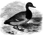 The American scaup duck is common in North America, accidental in Europe. It is also known as the creek broad-bill.