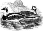 Also known as the old-wife, the long-tailed duck measures about seventeen inches, not including its characteristically long tail-feathers. It is common in both Europe and the United States.