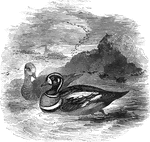 "The harlequin duck is a very beautiful but small species, fourteen inches lng; fond of the eddying waters of cascades; common in North America; rare in Europe." &mdash; Goodrich, 1859