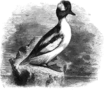 The buffle-headed duck builds its nest in the hollow of trees, and averages about thirteen inches in length. It is also known as the spirit duck, little dipper, butter-box, and butter-ball.