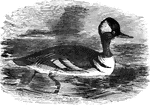 Measuring about nineteen inches long, the hooded merganser is common in North America, its head adorned with a half-circular crest.