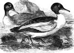 Found in both Europe and North America, the goosander is also known as the buff-breasted sheldrake, saw-bill, and as the dun-diver.