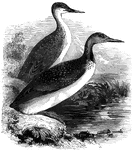 "The red-throated diver, twenty-four inches long, is common to Europe and America. This is called <em>scape-grace</em> on our coast" &mdash; Goodrich, 1859