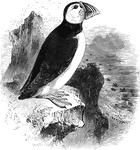 Averaging about twelve inches in length, the arctic puffin feeds chiefly on young fish, crustaceans, and insects.