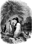 A scene depicting a great auk, as well as razor-bills and puffins. The great auk is now extinct.