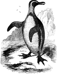 The jackass penguin gets its name from its strange cry, which is said to resemble the braying of a donkey.