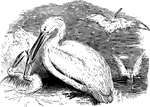 A female pelican feeding its young fish.