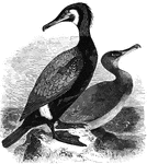 The black cormorant averages about three feet in length, and is found in Greenland, as well as a long the coasts of Asia, Europe, and North America. In some countries it was domesticated, and trained to fish for its masters.