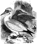 Also known as common gannet and as the channel-goose, the soland-goose is common to the sea between England and the Isle of Wight.