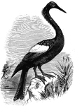Also known as the snake-bird, the anhinga inhabits the freshwater areas of the South Atlantic States; also in South America as far south as Brazil.