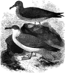 Averaging about eighteen inches in length, the greater shearwater is uncommon in Europe; it breeds on the coast of Newfoundland.
